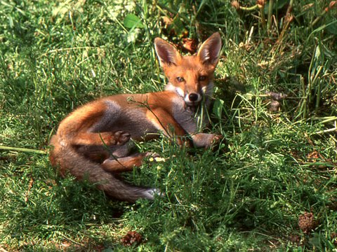fox cub 2